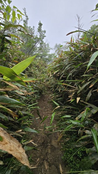 20260508 小百岳-宜蘭礁溪三角崙山(抹茶山)3050508
