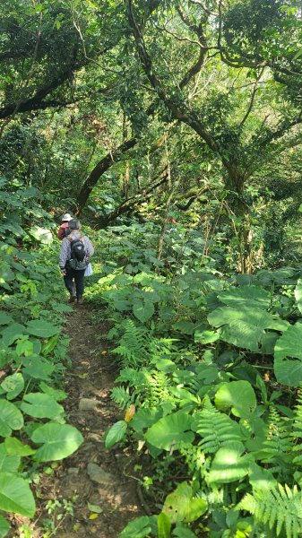 2025-0204 鶯歌_大凍山_三角埔頂山_迴龍2707880