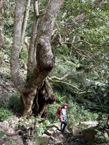 屋東縱走 202503012728986