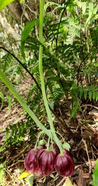 大屯西南稜-上大屯尋找八角蓮採野🥬-貴子坑連走六峰2756166