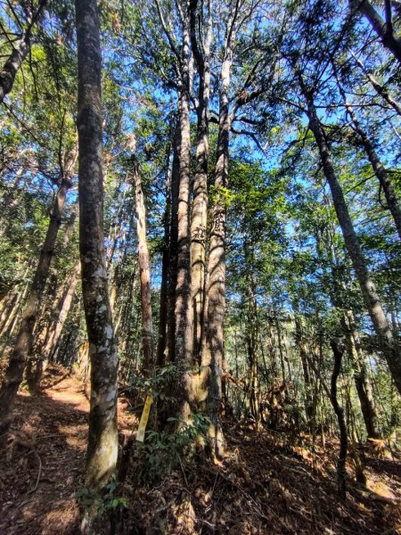 守關山南峰 守關山 守城大山2919143