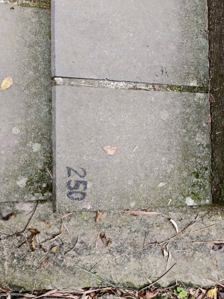 [百山百鳥尋旅-15/15] 2025_0929 硬漢嶺步道(觀音山)2900989