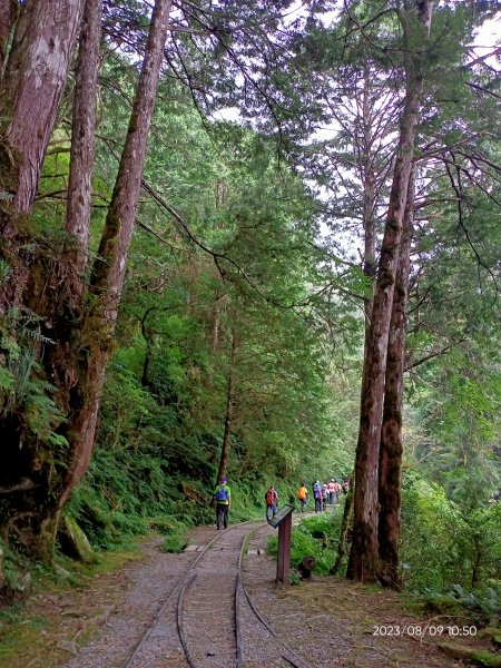 宜蘭太平山國家森林遊樂區 - 見晴懷古步道、檜木原始林步道（2-1 至蹦蹦車站）【台灣百大必訪步道】2245145