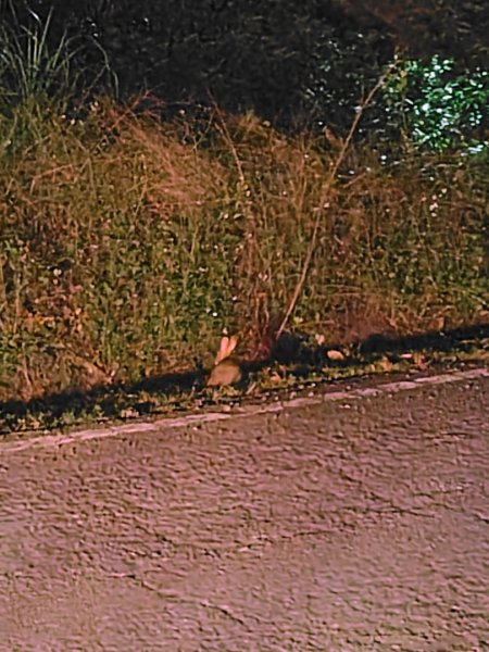 大棟山系南段 水利古道西口 上 竹高崙山 連走 鳥子嶺 坑仔內山 大崖山 下 龍目井農場2953139