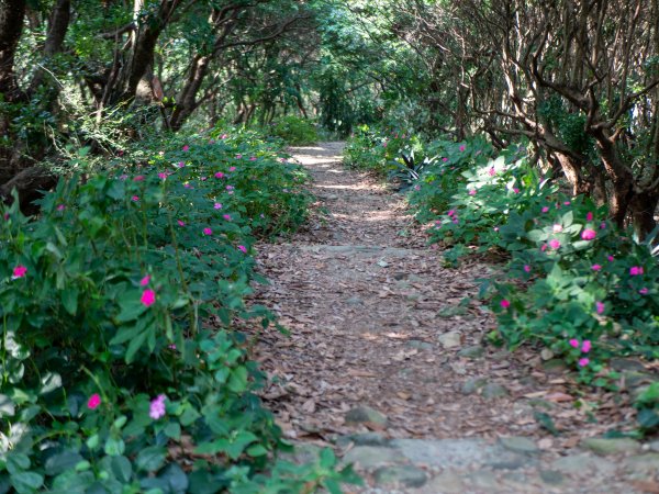 隴頂古道、員林萬里長城步道1523721