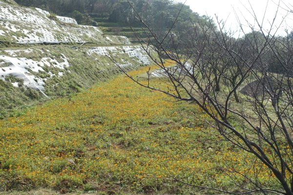 鵝尾山梯田3086953