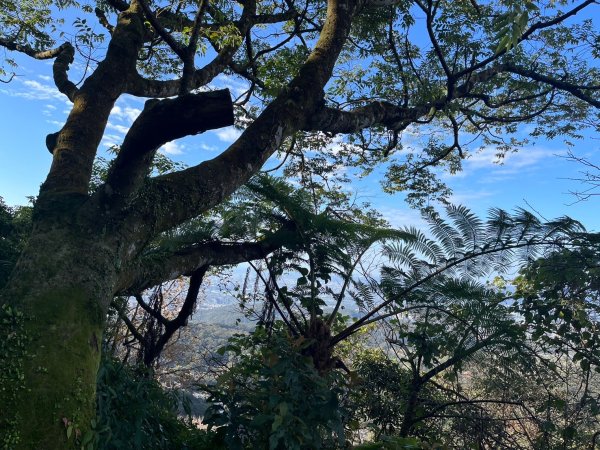 幸福五感森林癒2694317