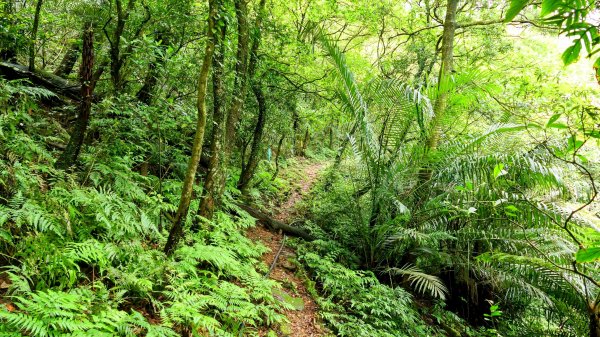 蛇子形古道。美廠產能完售2784745