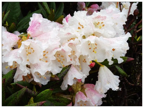 合歡石門山步道907858