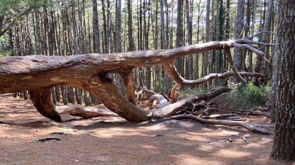 南湖中央尖-------北一段2868254