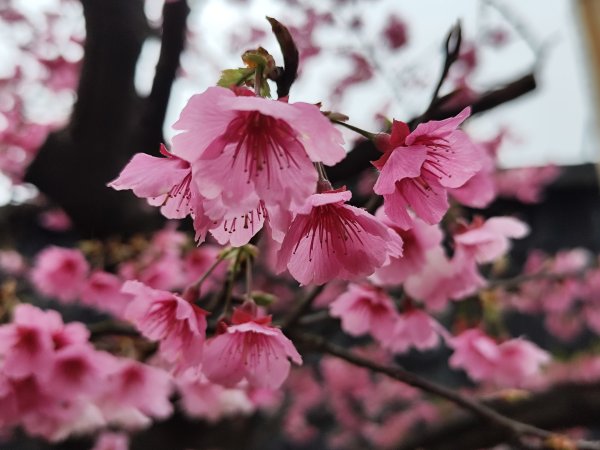 【新春賞櫻樂】平菁街42巷、宜蘭頭城火車站、二二八和平公園、東湖樂活公園3007698