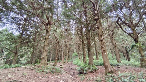 粉紅水晶蘭(長壽山~醜崠山下切出林道24.5k)2186311