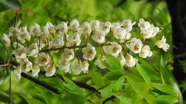 五色鳥和鐘萼木&夕陽晚霞 4/202766523