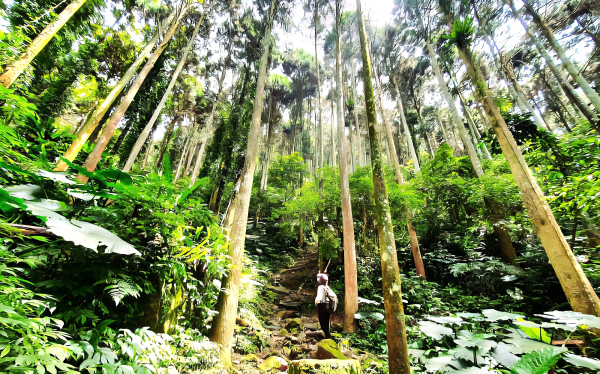 【中級山】五指凌霄，夕照山嵐，新竹五指山