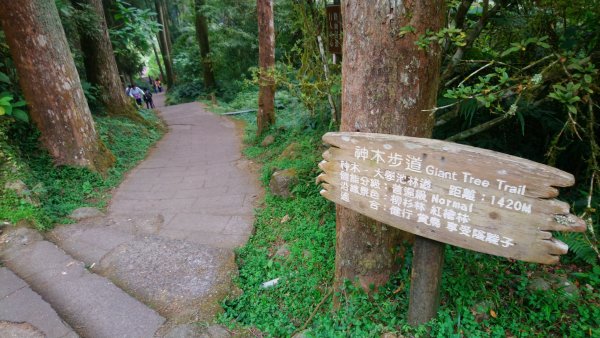 溪頭天文台登山步道、神木步道1523950