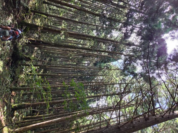 【中級山】麥巴來山，夢幻杉木林3089256