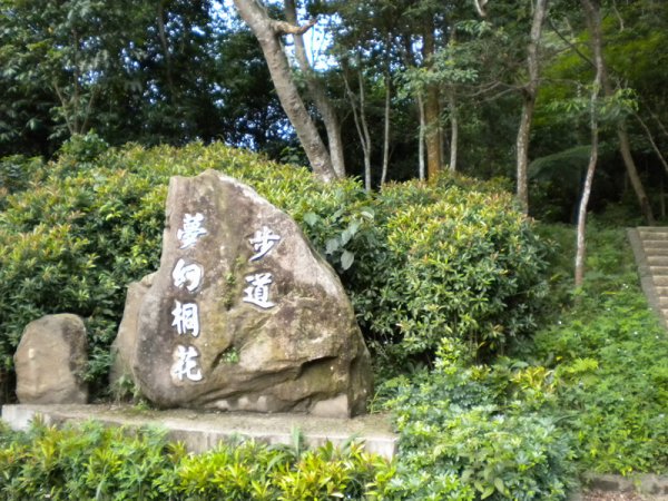 夢幻桐花步道 健行筆記