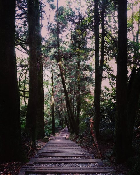 步道探訪｜七星山主東峰苗圃線1443303