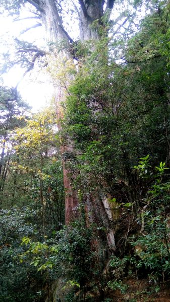 檜山巨木森林步道 2017.01.07116063