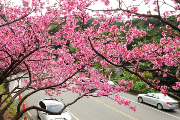 【新北市】花園新城 粉櫻繽紛