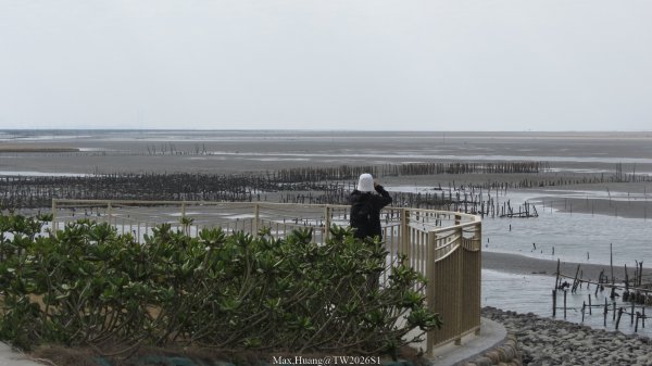《彰化》海空夕照｜王功燈塔及芳苑海空步道健行賞冬候鳥202601102980280