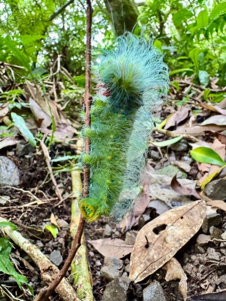 八五山古道賞九穹奇樹 尋鳥嘴下山（煤源山）2803334