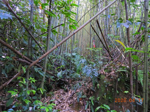 桃園 復興 美腿山、竹頭角山920910