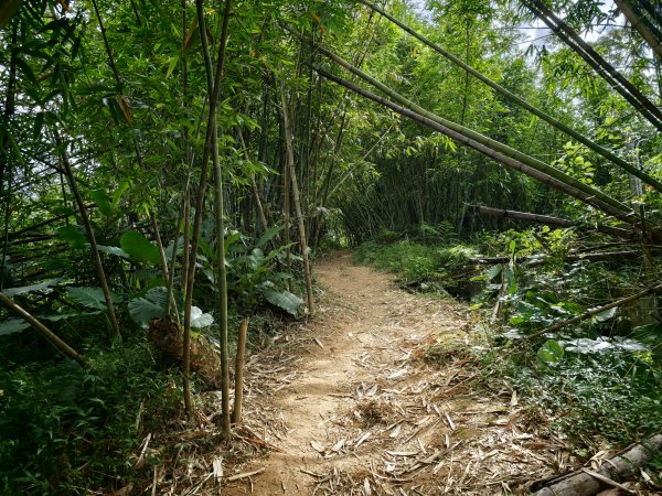 [淡蘭古道] 2026_0523 南路第一段_土地公嶺古道3069449
