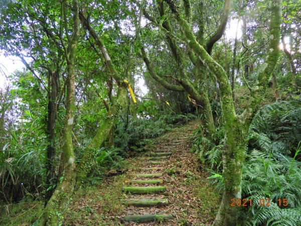 新北 雙溪 上內平林山、下內平林山1273164