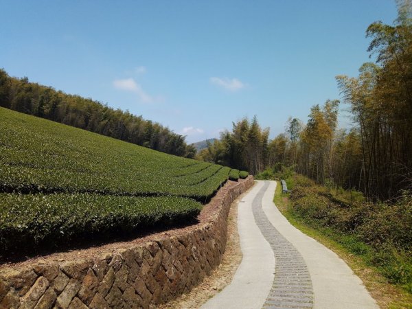  二延平步道 茶霧之道933502