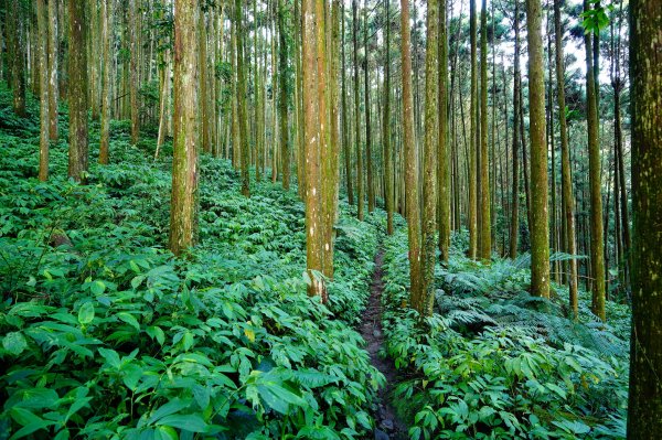 苗栗 南庄 光天高山、向天湖山3073670