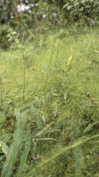 20251025 小百岳竹子尖山及刣牛湖山2925010