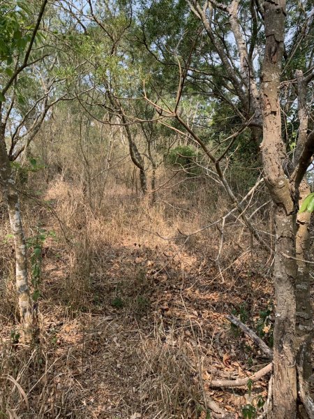 20250404屏東北獅子頭山-霧里乙山2757405