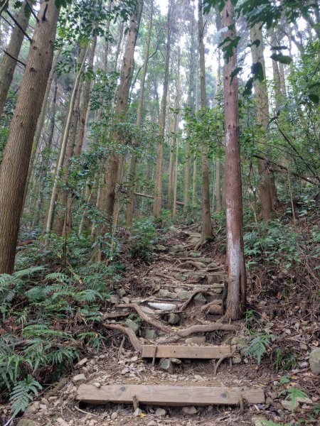 香杉秘境@長壽山：還有孟宗竹林及柳杉混合林、加碼夫妻樹1480555