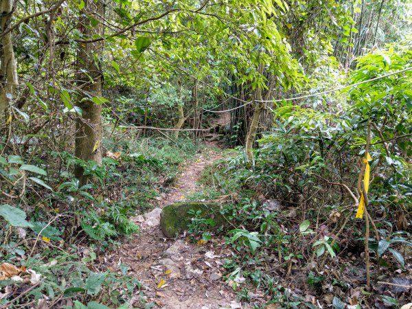 暗影山(小百岳#44)步道 2020/10/171429185