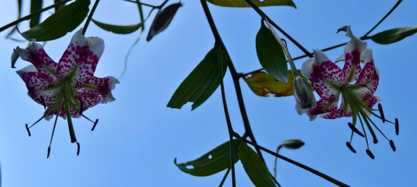 雲山水花鳥蝶-天龍國阿伯的日常 #艷紅鹿子百合 #大鳳蝶 #玉帶鳳蝶2863954