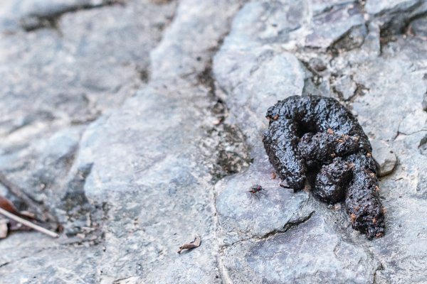 探訪台北溪流之美｜桶後越嶺古道（礁溪-烏來）2911734