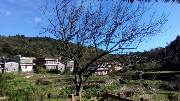 中正山．青楓步道．竹子湖93716