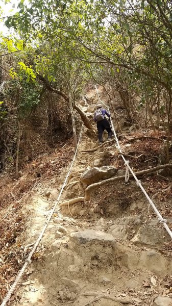 230403-旗靈縱走O繞一圈13k。美美兔熱到懷疑人生，完全不想拍照。2117030