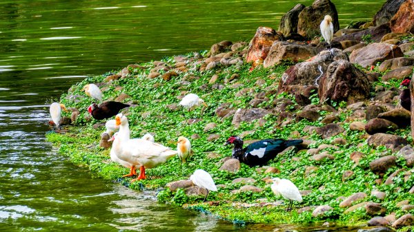 大安公園,台大校園3012128