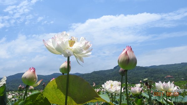 蝶戀花?! 花蝶戀?!1410555