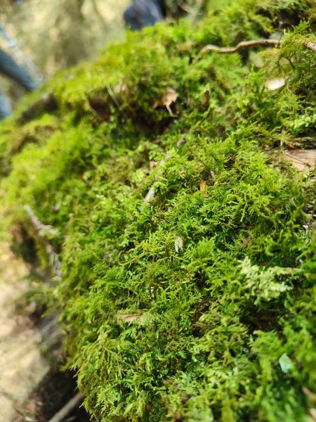 特富野古道>東水西峰>東水山>玉兒山>特富野古道（逆O)2743790