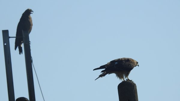 雲山水花鳥蝶 - 天龍國阿伯的日常7/18 & 21、22、292553945