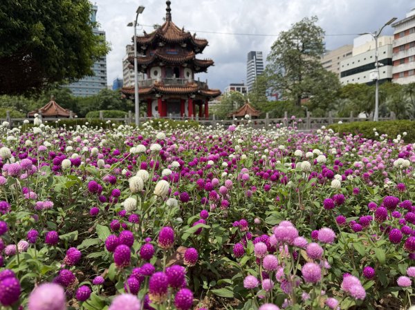[2026臺北健走趣-10/50] 2026_0808_二二八公園3112170