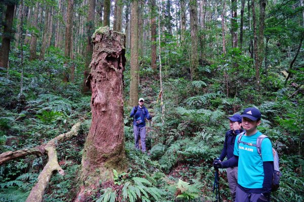 新竹關西鎮 水田林道之貴妃&那結山連走1539750