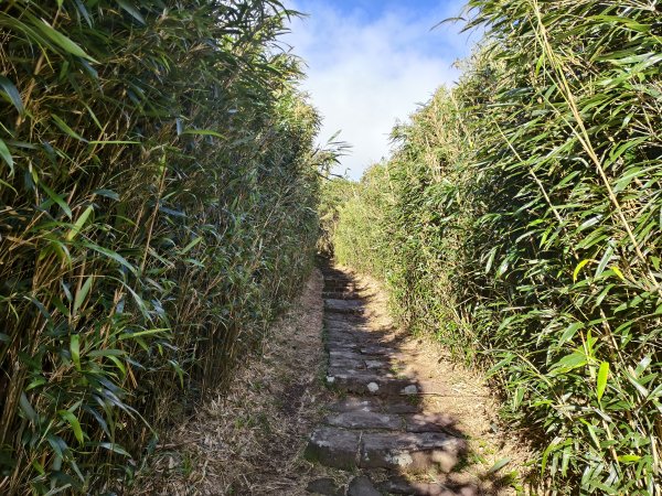 [百山百鳥尋旅-11/15] 2025_0927 大屯主峰-連峰步道_大屯山2899269