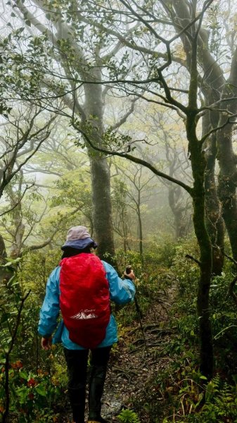 卡保石壁一葉蘭（耘夢谷上逐鹿山下O走）2809516