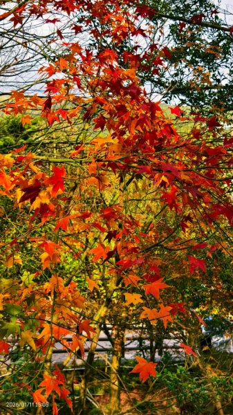 #花卉試驗中心 #永公路500巷 #平菁街42巷 #原住民公園 #士林官邸 1/42980386