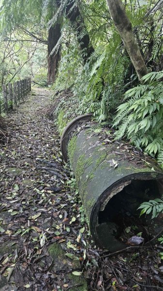 20251124綠峰山莊到天籟-大孔尾步道-南勢湖步道2944090
