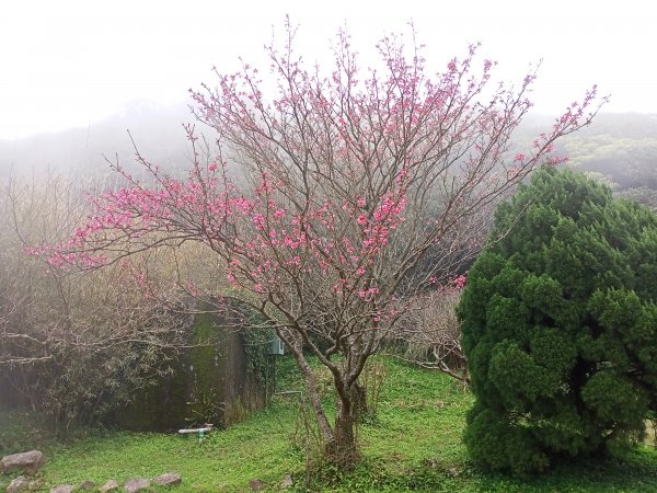 【臺北大縱走 1】二子坪→面天山→清天宮1274584